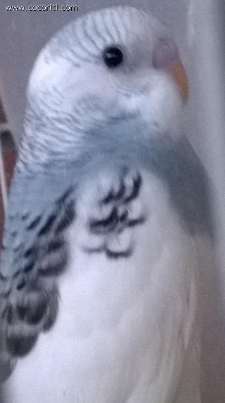Piccola Lory
