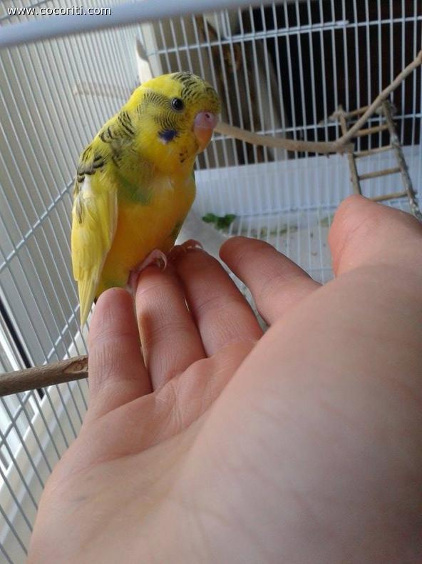 Sole aspetta il centocchio sulla mano
