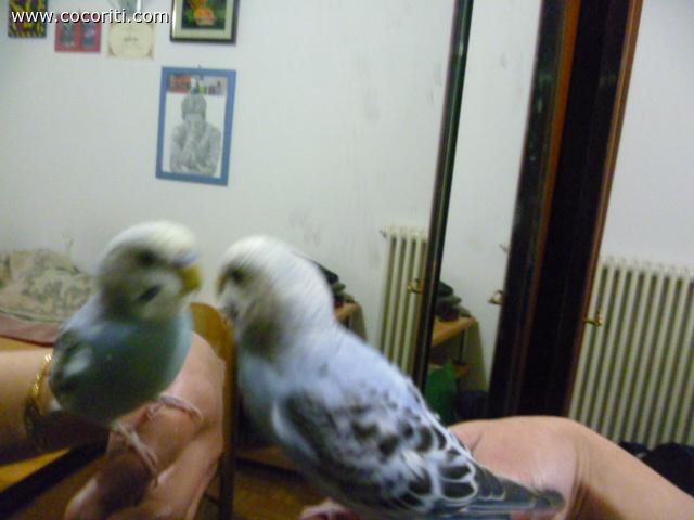 birbo allo specchio
