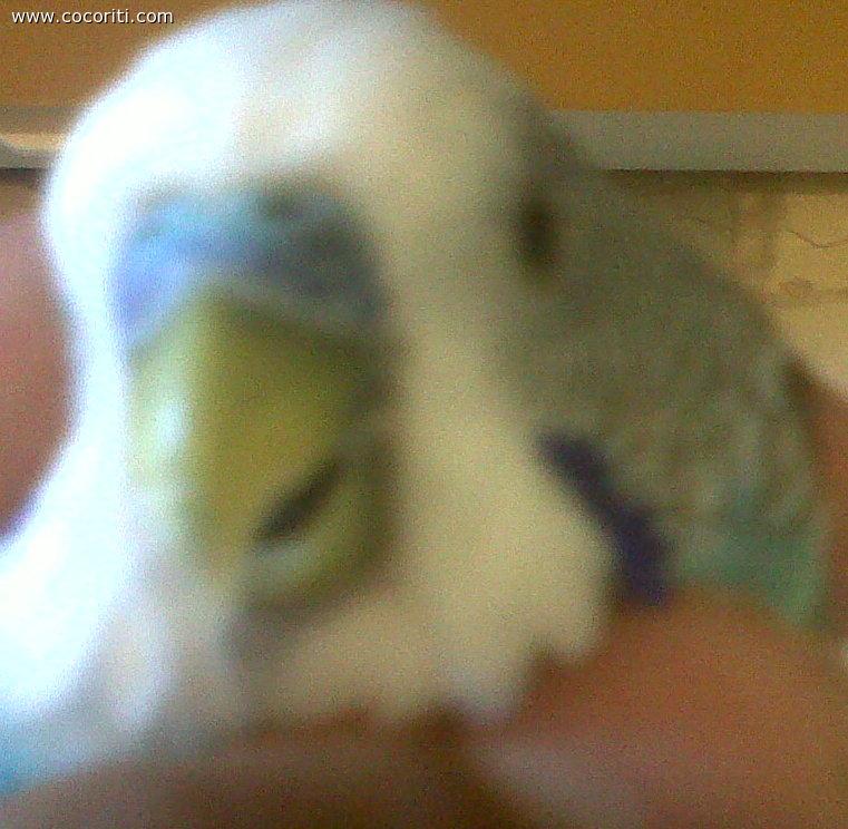 tato