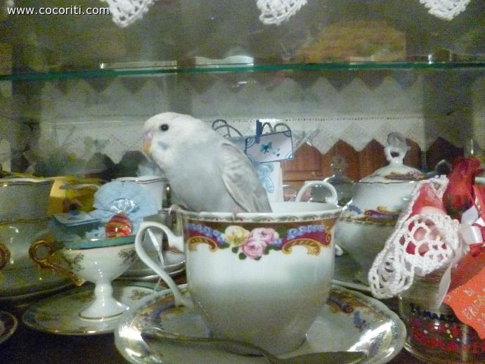 una tazza di... Miu:)
