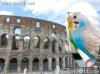  Biscotto al Colosseo