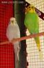  Nuvola e King
