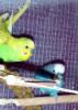  King e Cielo