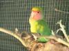  Agapornis Roseicollis Pinga