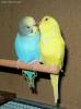Due giovani e dolcissimi pappagallini ondulati si scambiano grattini