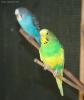  Melopsittacus in voliera