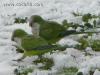  Pappagallini Romani sulla Neve(parco della Caffarella)