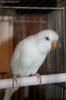 Bellissimo pappagallino ondulato bianco