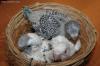Tre stupendi pulli di cocorita in un nido per uccellini
