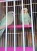 Lola &Blus - Loro sono Lola & Blus sono novellini