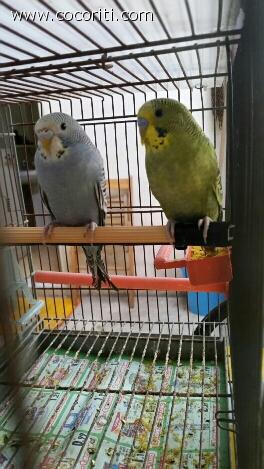 Coppia