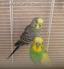 presentazione famiglia