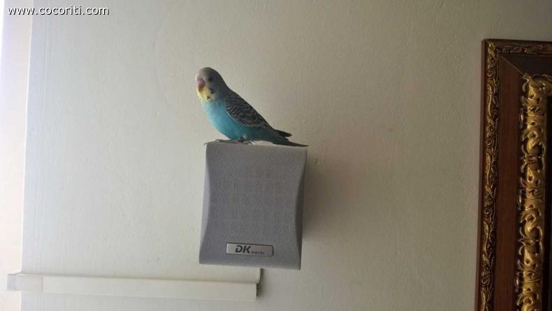 un pò di musica ;-)