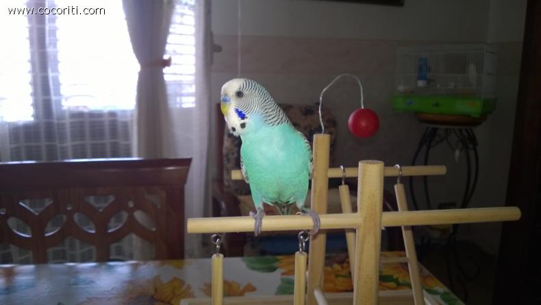 Pachito in palestra
