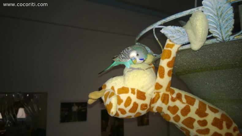Pachito