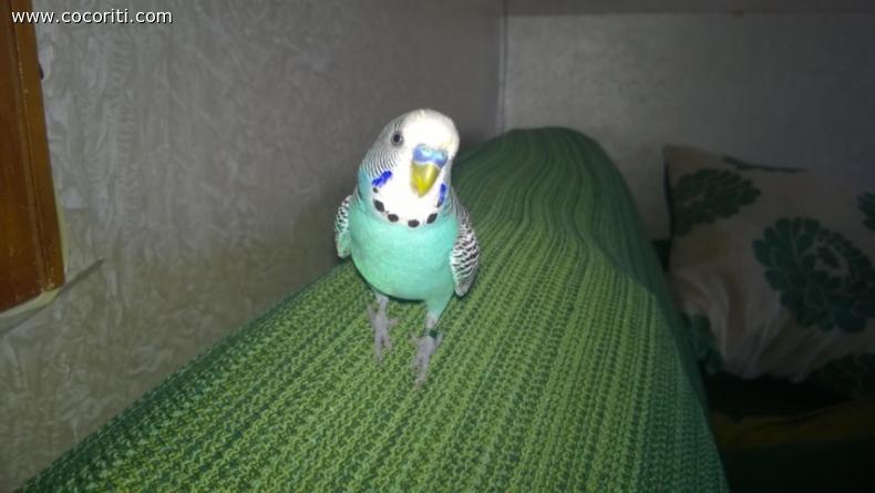 Pachito