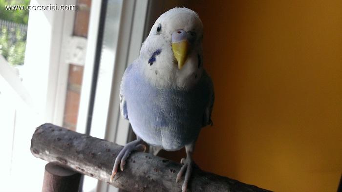 il piccolo coco