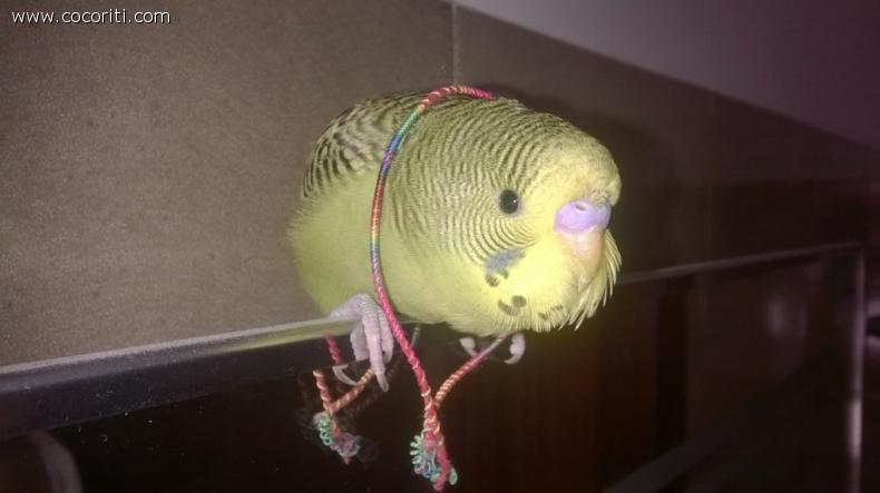 Berni