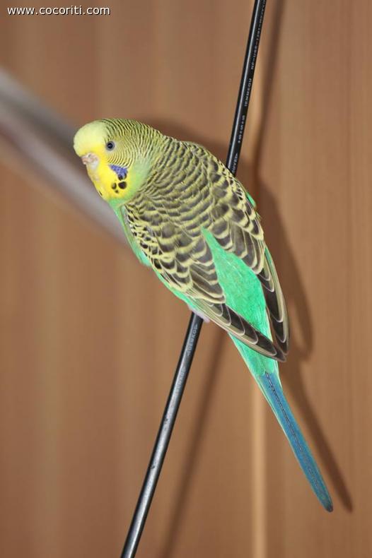 gioco con il cavo del PC