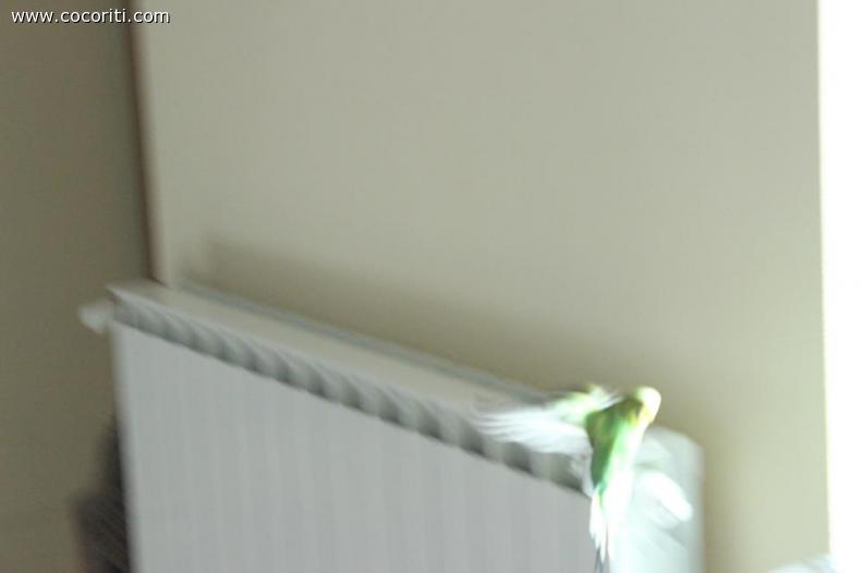 fire fly !