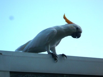 Cacatua dal ciuffo giallo che ci ha costantemente seguiti per tutta la visita