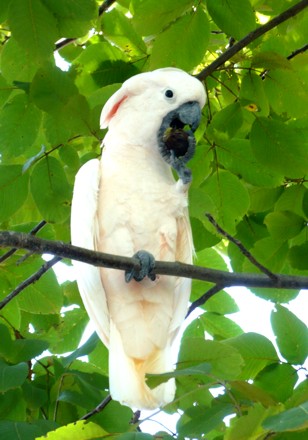 Cacatua delle Molucche intento a sgranocchiarsi una noce appena colta dall'albero stesso