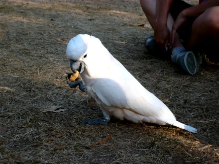 Cacatua ghiottissimo che mangia una nocciolina