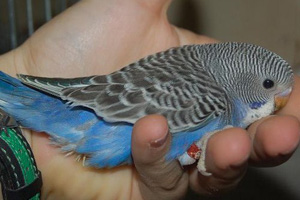 Cocorita con anellino