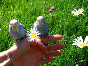 Cocorite allevate a mano