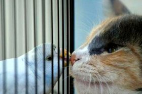 Gatti e cocorite sono nemici naturali?