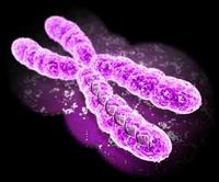Cromosomi e genetica delle cocorite