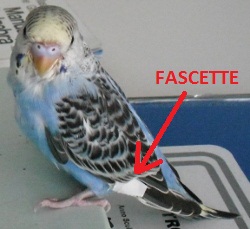 Applicare le fascette alle ali di un pappagallino cocorito