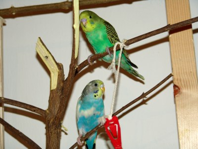 Posatoi cocorite