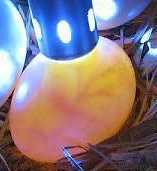 Operazioni di speratura uova cocorite