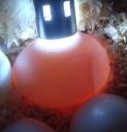 Speratura uova di cocorita