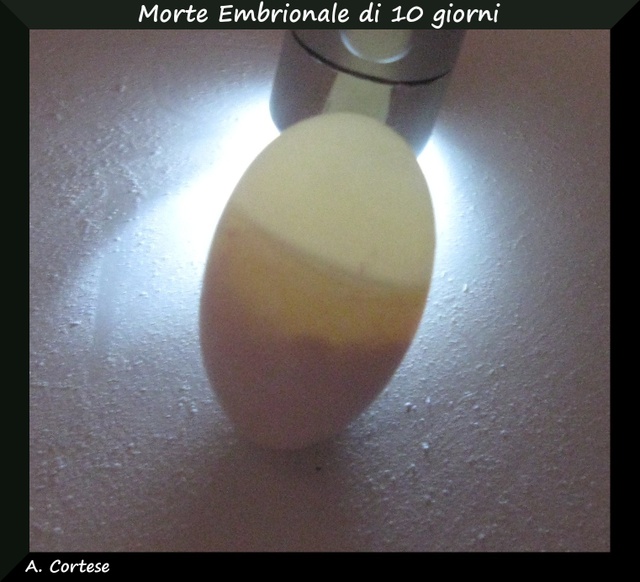 Morte embrionale uovo cocorita