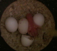 Gruppo di uova di cocorita, alcune fecode ed altre no
