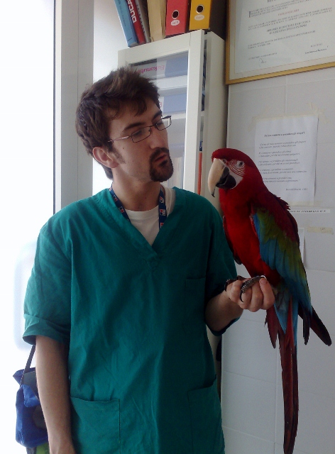 Veterinario aviario a Palermo