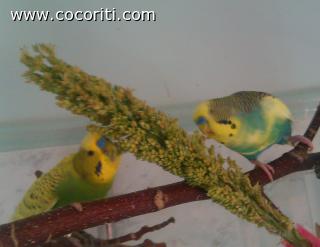 spighe per cocorite spighe per cocorite