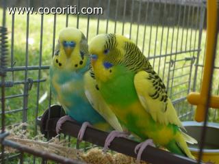 I due cocoriti Zampa e Birba I due cocoriti Zampa e Birba