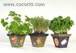 erbe-aromatiche-cocorite erbe-aromatiche-cocorite