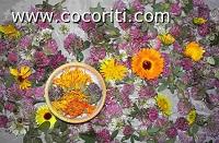 Fiori per Pappagallini Fiori per Pappagallini