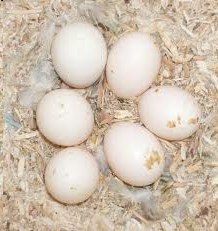 speratura uova cocorite speratura uova cocorite