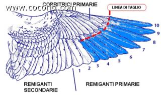 Il taglio delle ali delle cocorite Il taglio delle ali delle cocorite