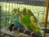 I due cocoriti Zampa e Birba I due cocoriti Zampa e Birba