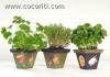 erbe-aromatiche-cocorite erbe-aromatiche-cocorite