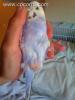 gonfiore addominale cocorite gonfiore addominale cocorite