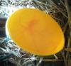 speratura uova cocorite speratura uova cocorite