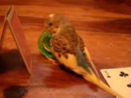 Cocorita allevata a mano gioca con la trottola